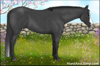 Horse Color:Blue Roan Splash 