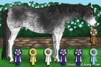 Horse Color:Gray White Spotted Black 