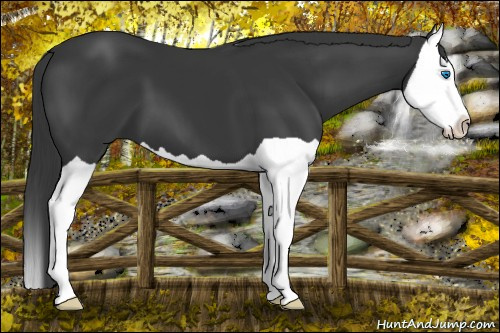 Horse Color: Bay Splash 