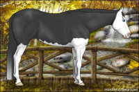 Horse Color:Bay Splash 