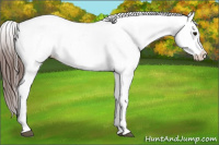 Horse Color:Bay Tobiano Appaloosa 