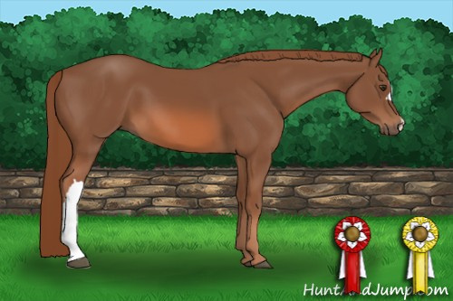 Horse Color: Liver Chestnut 