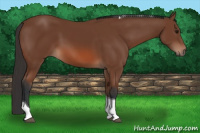 Horse Color:Bay Tobiano 