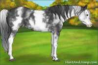 Horse Color:White Spotted Black Splash Varnish Rabicano 