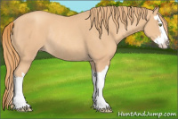 Horse Color:Gold Champagne Splash Rabicano 