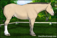 Horse Color:Amber Cream Champagne 
