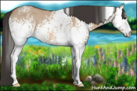 Horse Color:White Spotted Bay Dun