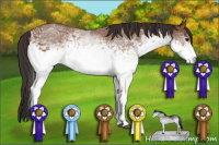 Horse Color:Unknown 