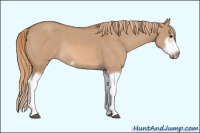 Horse Color:Red Dun Roan Splash Frame Rabicano 