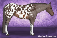 Horse Color:Brown Appaloosa 