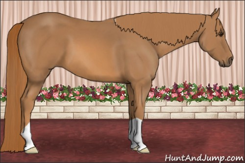 Horse Color: Chestnut 