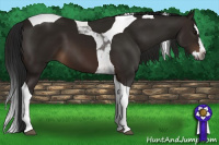 Horse Color:Gray Bay Splash Tobiano 
