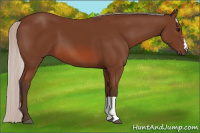 Horse Color:Silver Bay 