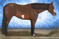 Horse Color:Bay Frame 