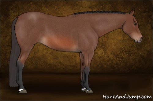 Horse Color: Bay Roan 