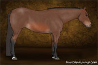 Horse Color:Bay Roan 