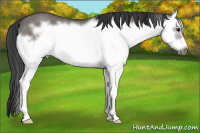 Horse Color:Grullo Roan Sabino Splash Frame Rabicano