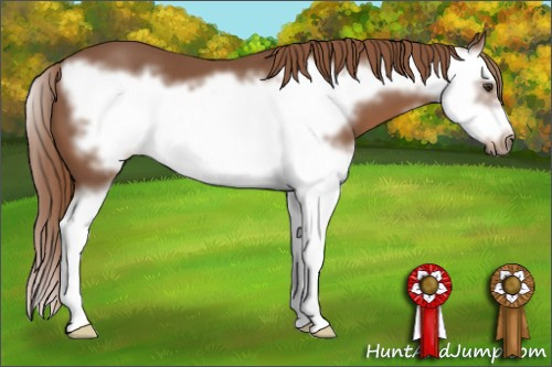 Horse Color: Liver Chestnut Splash Frame 