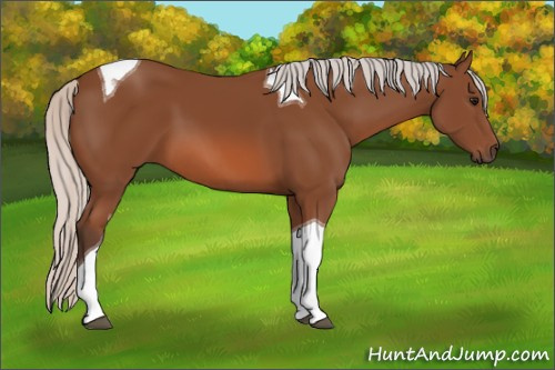 Horse Color: Unknown 