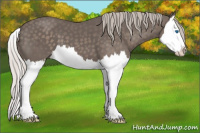 Horse Color:Silver Black Splash