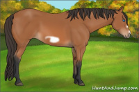 Horse Color:Bay Frame 