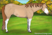 Horse Color:Red Dun Roan Splash Frame Rabicano