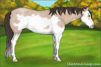 Horse Color:Amber Champagne Roan Splash Frame 