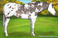 Horse Color:White Spotted Bay Splash Appaloosa Rabicano 