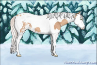 Horse Color:Silver Classic Champagne Sabino Splash Tobiano 