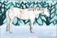 Horse Color:Silver Classic Champagne Sabino Splash