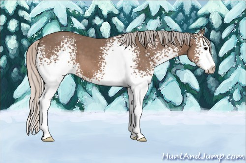 Horse Color: White Spotted Silver Black Sabino 