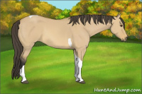 Horse Color:Buckskin Dun Tobiano 