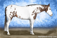 Horse Color:Bay Splash Tobiano Appaloosa 