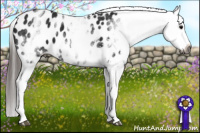 Horse Color:Gray White Spotted Black Appaloosa 