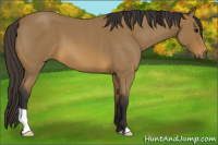 Horse Color:Buckskin Roan 