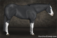 Horse Color:Black Splash