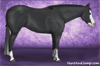 Horse Color:Black Splash