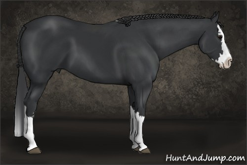 Horse Color: Black Splash 