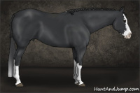 Horse Color:Black Splash