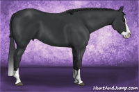 Horse Color:Black Splash 