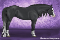 Horse Color:Black Splash