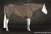 Horse Color:Silver Black Splash 