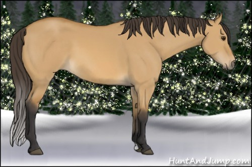 Horse Color: Buckskin Dun 