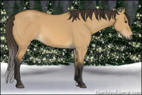 Horse Color:Buckskin Dun