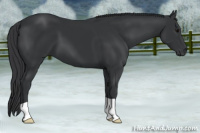 Horse Color:Brown 