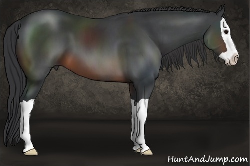 Horse Color: Brown Splash 