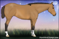 Horse Color:Buckskin 