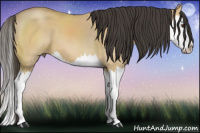 Horse Color:Buckskin Dun Splash