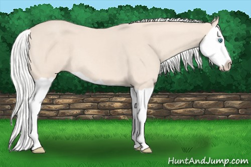 Horse Color: Silver Perlino Splash 