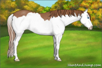 Horse Color:Chestnut Splash Rabicano
